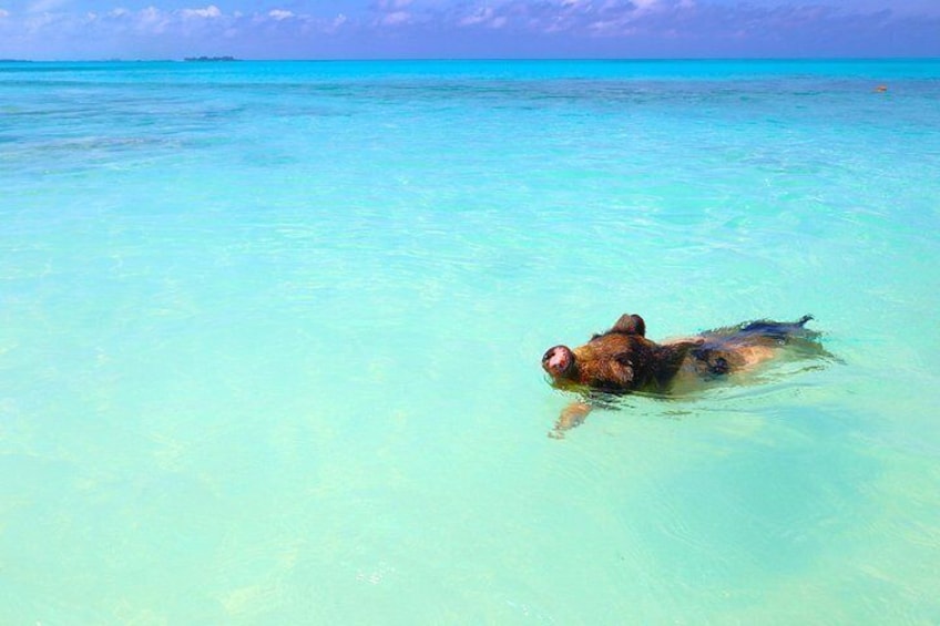 Nassau Swimming Pigs and Private Beach Club Escape 2