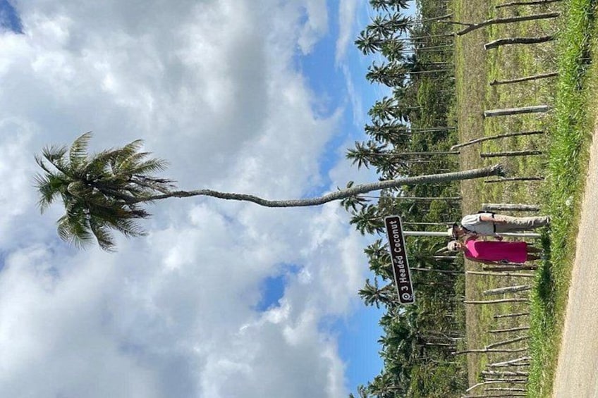 A palm tree, a sign, and a person in a pink shirt. 5
