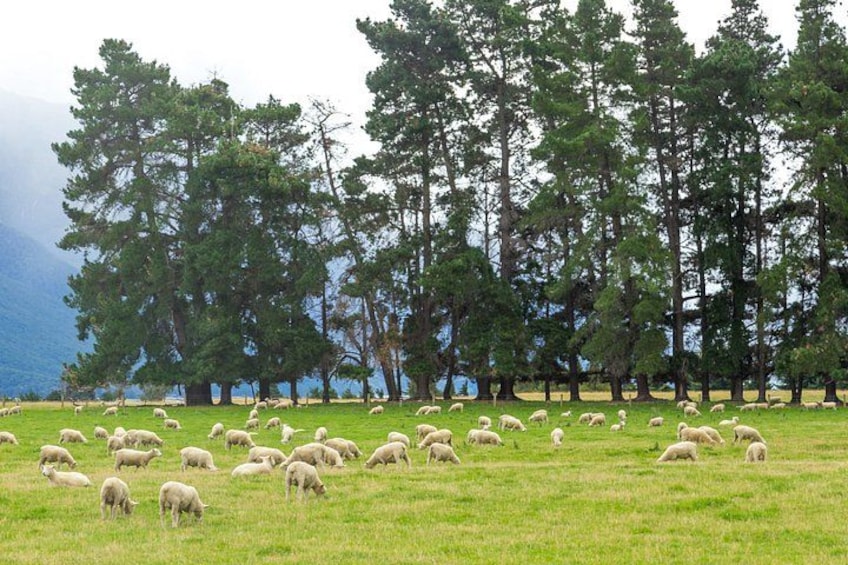 Half Day Queenstown to Glenorchy Private Photography Tour 3