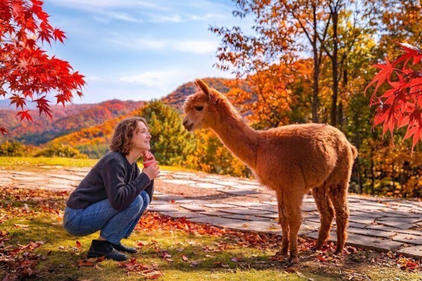 Una persona se agacha junto a una llama en un sendero de piedra con follaje otoñal al fondo. 1