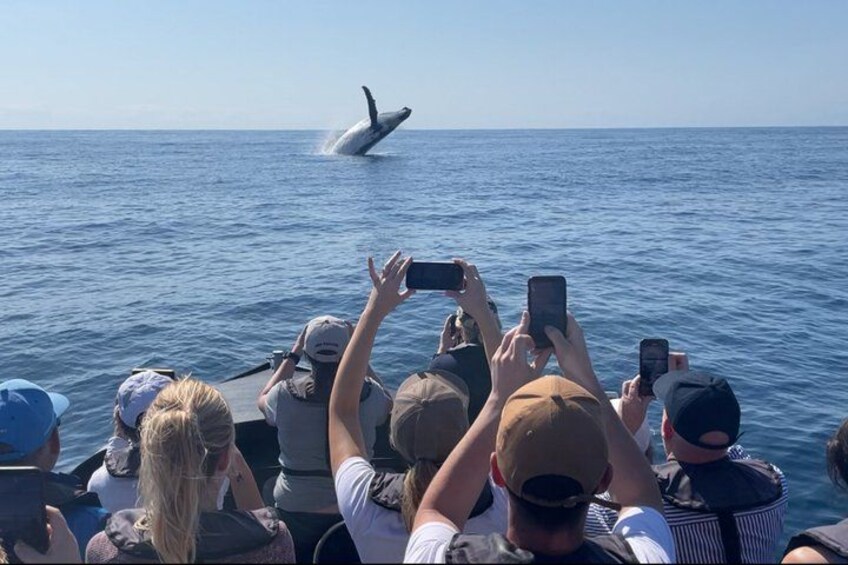 Noosa Ocean Adventures: Whale Watch 1