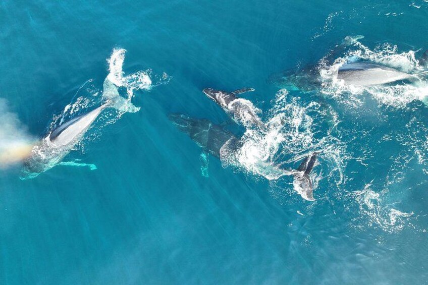 Whale's aerial 2