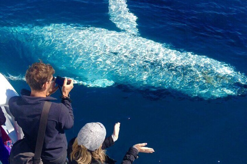 En person fotograferer en stor hval i havet. 3