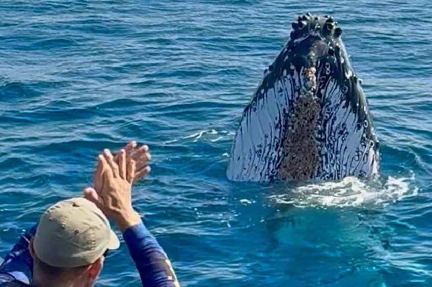Noosa Ocean Adventures: Whale Watch 4