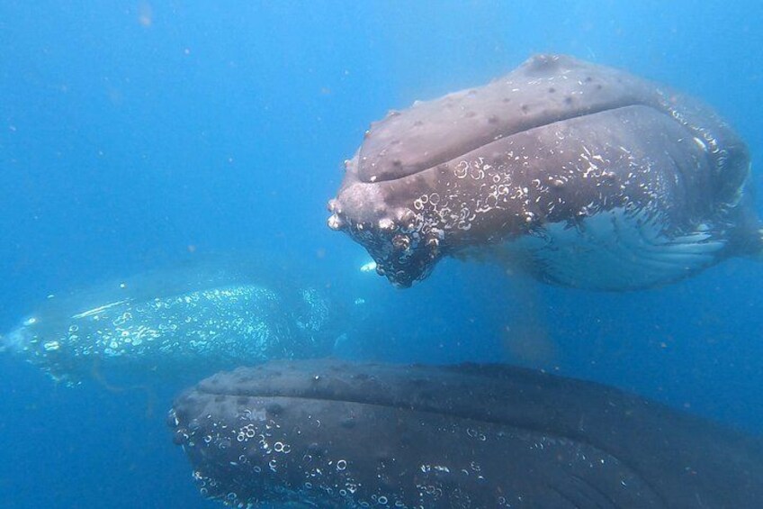 Underwater whales 2