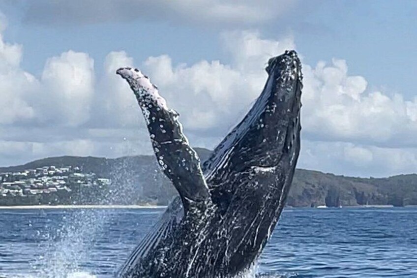 Noosa Ocean Adventures: Whale Watch 2