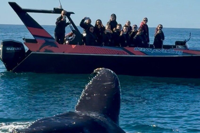 Noosa Ocean Adventures: Whale Watch 3