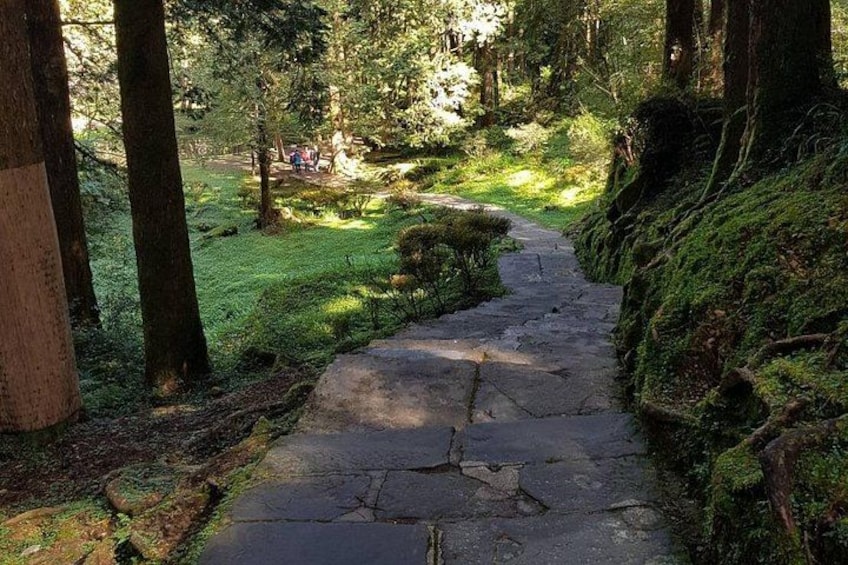 A forest path with moss-covered rocks and trees. 2