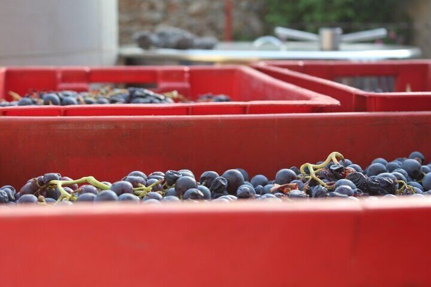 Mali plavac grapes