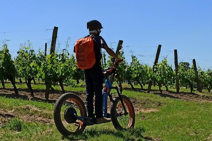 In the vineyards of Monbazillac 4