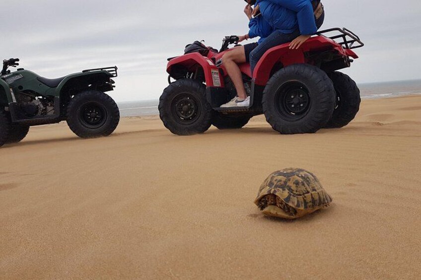 Essaouira P1: Quad ride / family & friends (free transfer) 5