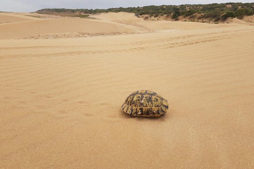 Essaouira P1: Quad ride / family & friends (free transfer) 4
