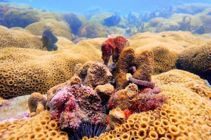 A coral reef with various corals and marine life. 2