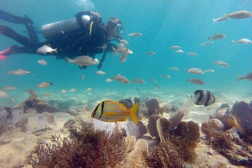 A diver with a scuba tank, underwater marine life, and coral formations. 2