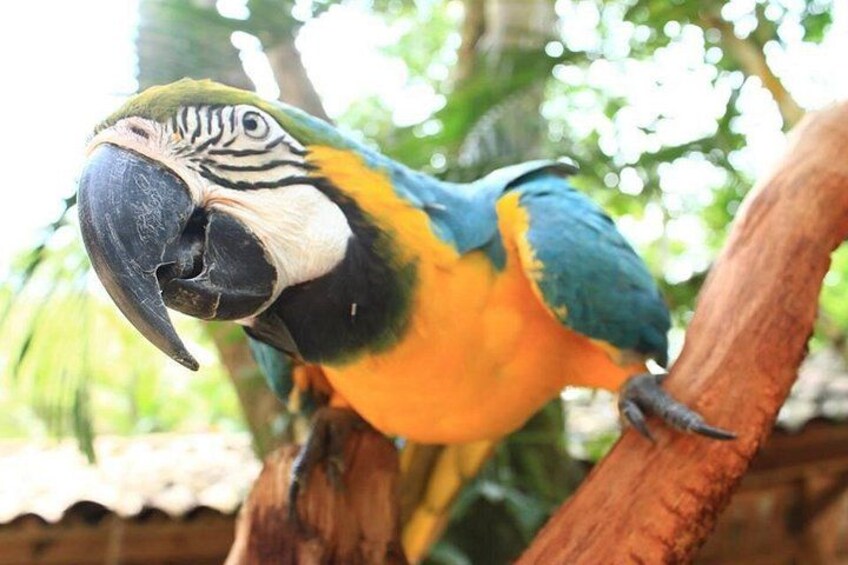 Un loro posado en una rama. 1