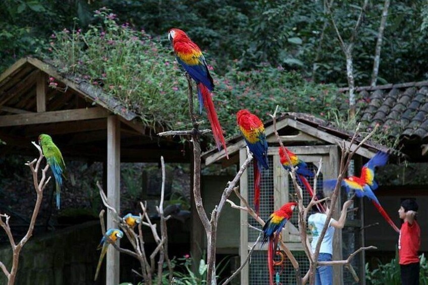 Loros de colores posados en ramas, una estructura de madera y una persona con camisa roja. 4