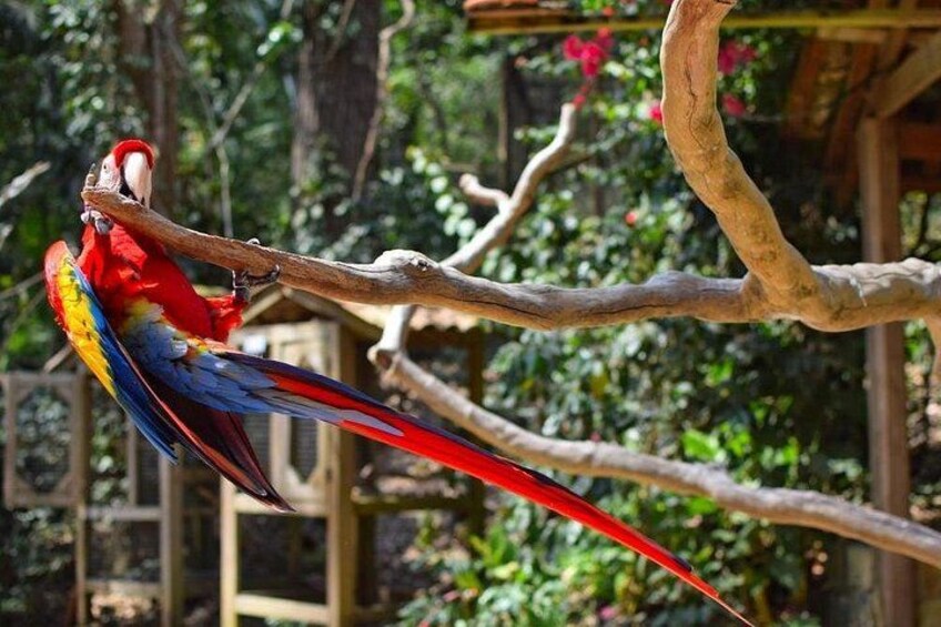 Un guacamayo rojo y azul posado en una rama. 5