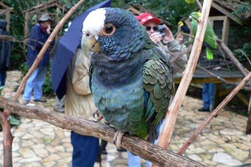 Un loro posado en una rama, con personas de fondo. 3
