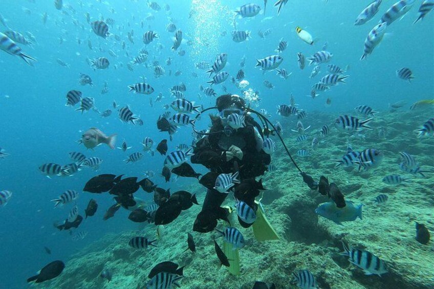 Blue Cave Area Experience Diving!Free feeding & photo images Chinese guide available!1 group with a dedicated instructor 5