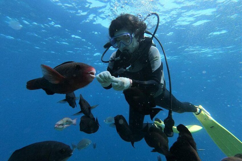 Blue Cave Area Experience Diving!Free feeding & photo images Chinese guide available!1 group with a dedicated instructor 2