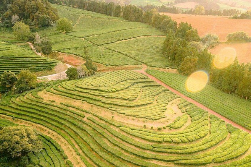 Gorreana Tea Plantations 2