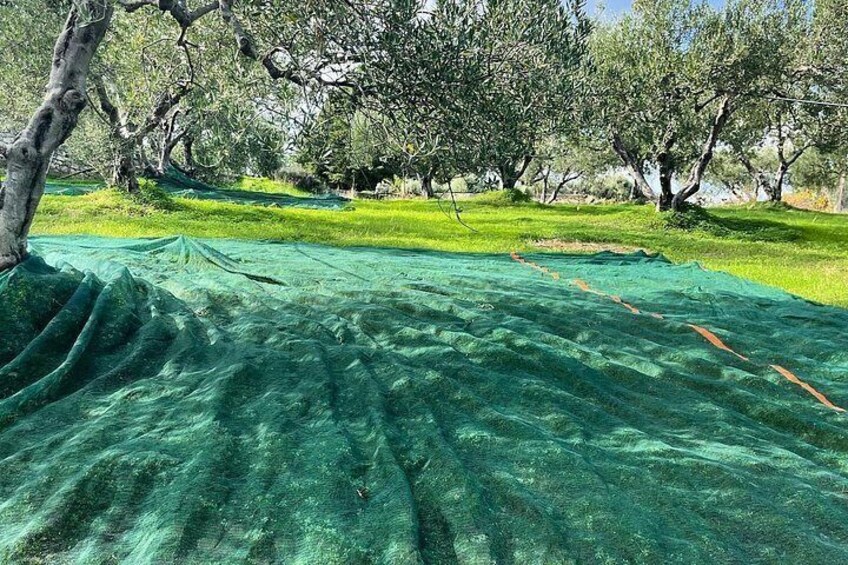 Crete: Olive Oil, Soap, Wine, Raki - Flavorful Culinary Journey 4