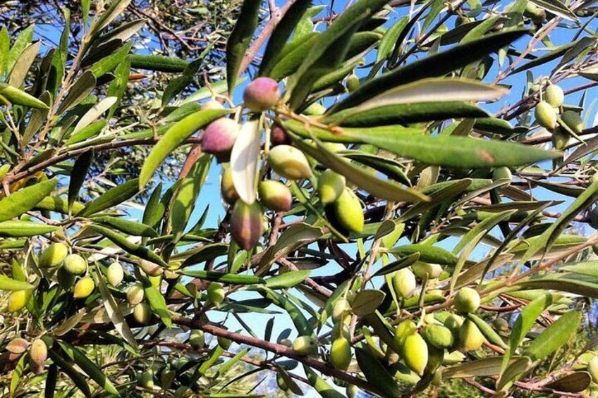 Crete: Olive Oil, Soap, Wine, Raki - Flavorful Culinary Journey 4