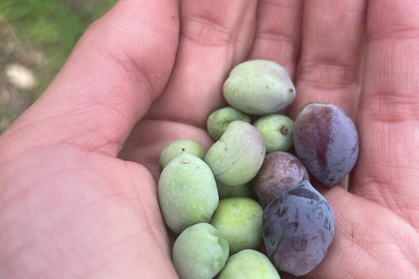 Una mano sosteniendo varias frutas pequeñas, redondas, verdes y moradas. 4