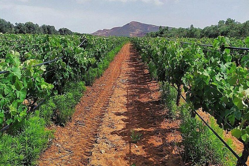 Crete: Olive Oil, Soap, Wine, Raki - Flavorful Culinary Journey 2