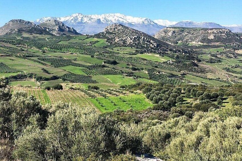 Crete: Olive Oil, Soap, Wine, Raki - Flavorful Culinary Journey 5