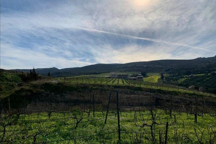 A vineyard with rows of grapevines, rolling hills, and a clear sky. 3