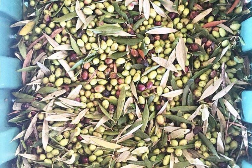 Crete: Olive Oil, Soap, Wine, Raki - Flavorful Culinary Journey 3