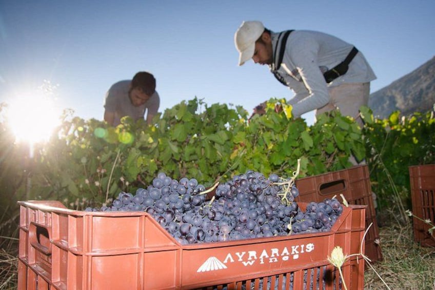 Lyrarakis Vineyard Picnic Experience with Guided Wine Tasting 4