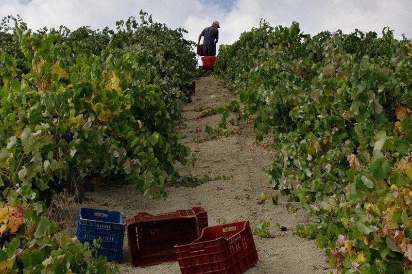 Lyrarakis Vineyard Picnic Experience with Guided Wine Tasting 2