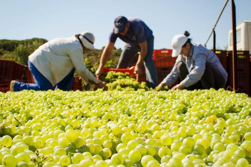 Lyrarakis Vineyard Picnic Experience with Guided Wine Tasting 5