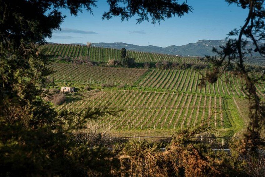 Lyrarakis Vineyard Picnic Experience with Guided Wine Tasting 3