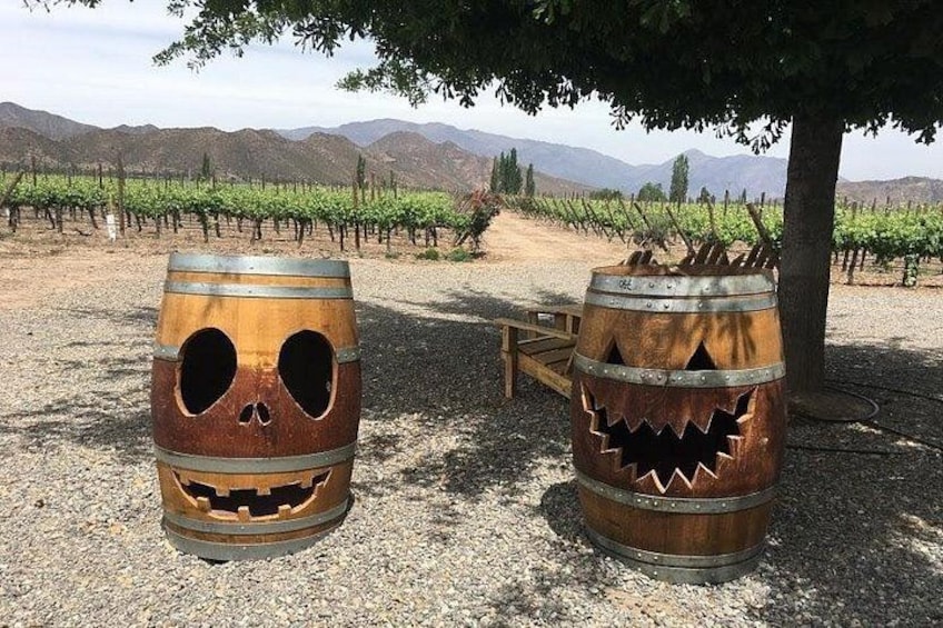Two wooden barrels with carved faces, one resembling a jack-o'-lantern, in a vineyard with rows of grapevines and mountains in the background. 4