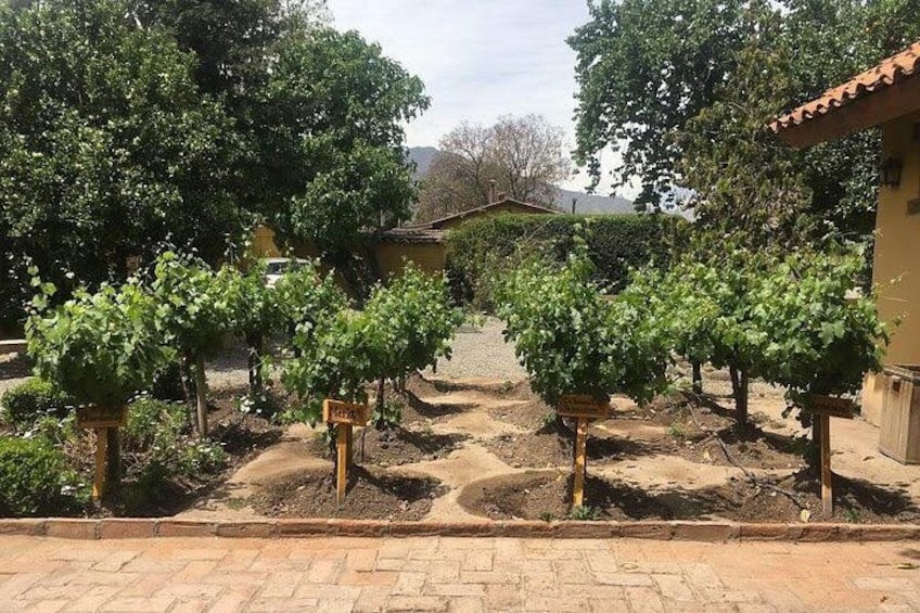 A vineyard with rows of grapevines, a paved path, and a building in the background. 5