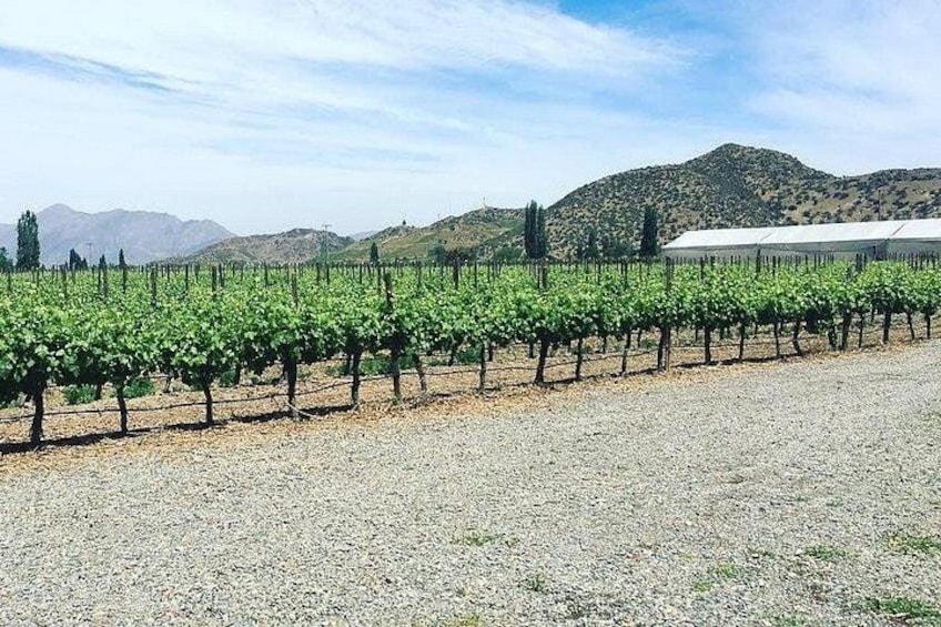 A vineyard with rows of grapevines, a gravel ground, and a mountain in the background. 3