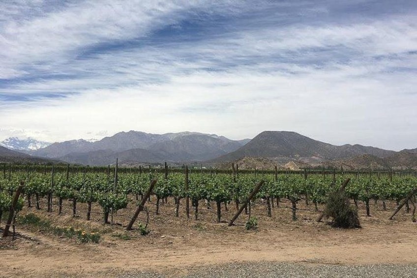 A vineyard with rows of grapevines, a clear sky, and mountains in the background. 1