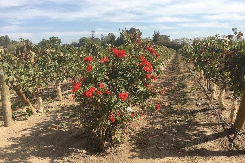 Maipo Valley 4