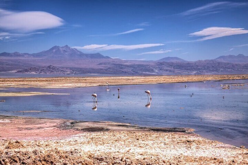 Eine Salzebene mit Flamingos, die in flachem Wasser stehen, Berge im Hintergrund und einem klaren Himmel. 1