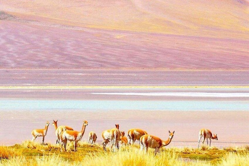 Atacama All inclusive 3 Days / 3 Nights / 3 Tours + Lodging 4