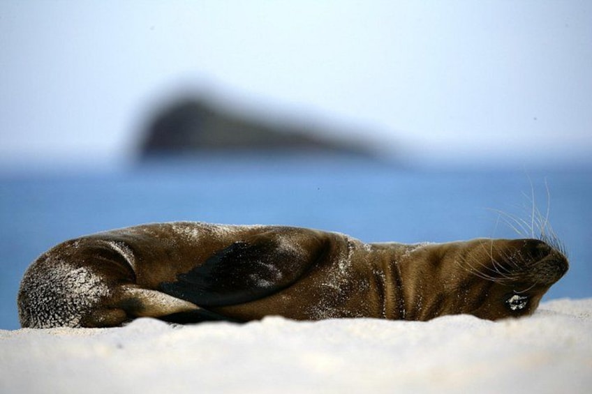 A seal resting on snow with a blurred background of water and land. 3