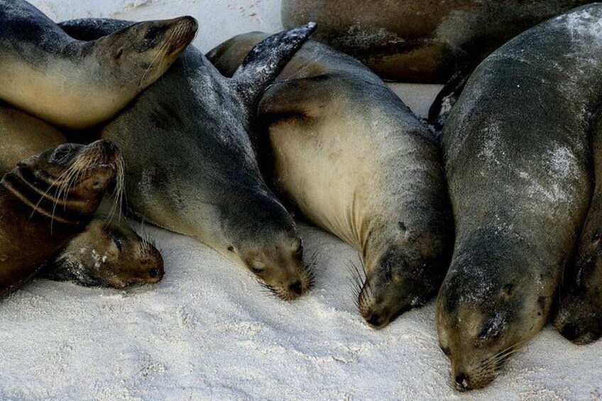 Galapagos last minute 4