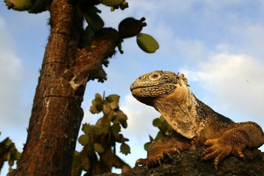 Galapagos last minute 2
