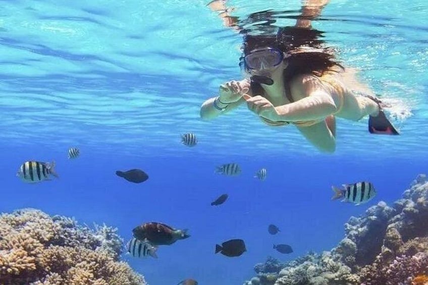 A person snorkeling underwater with fish and coral reefs. 2