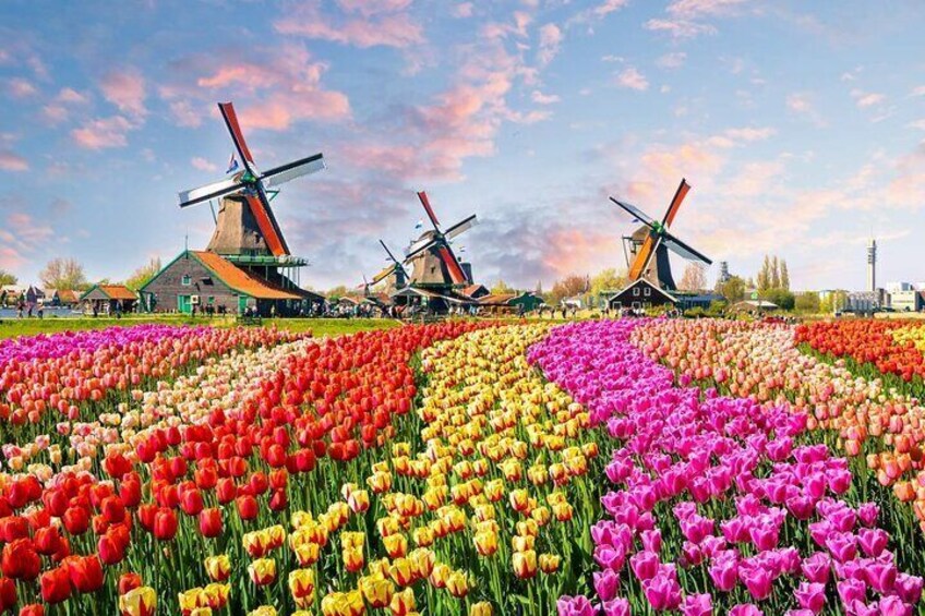 Private Keukenhof Tulip Fields & Millions of Flower Sightseeing Tour From A'dam