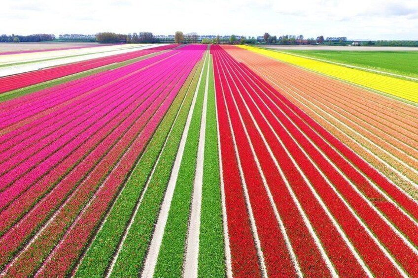 Private Keukenhof Tulip Fields & Millions of Flower Sightseeing Tour From A'dam