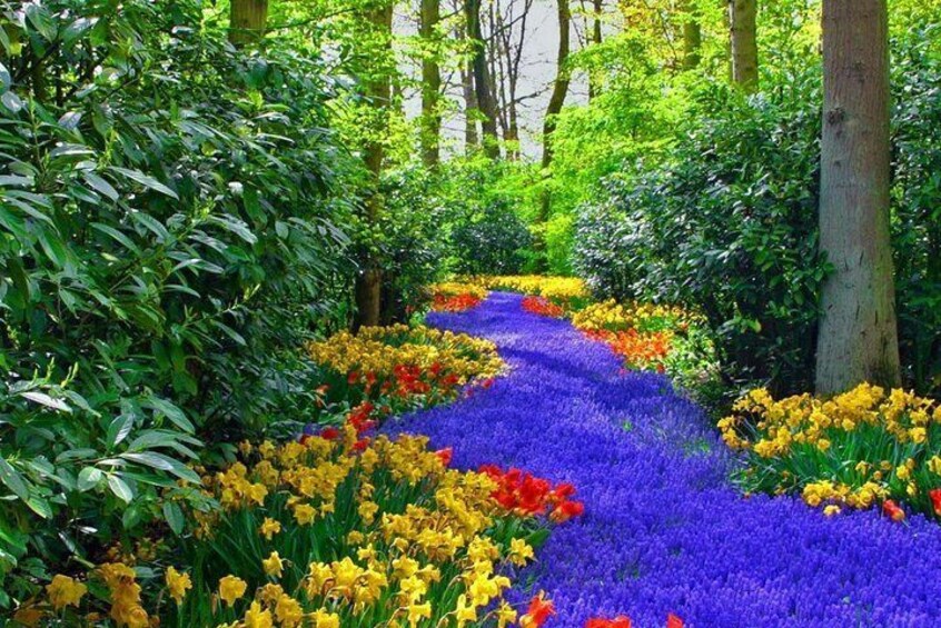 Private Keukenhof Tulip Fields & Millions of Flower Sightseeing Tour From A'dam